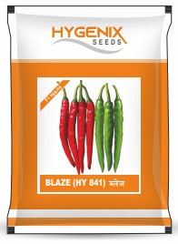 maize