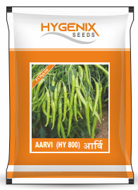 maize